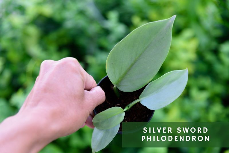 silver sword philodendron variety