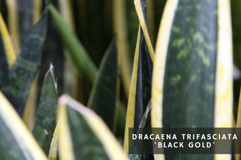 black gold snake plant