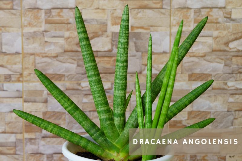Dracaena angolensis snake plant