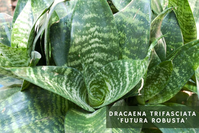 futura robusta snake plant