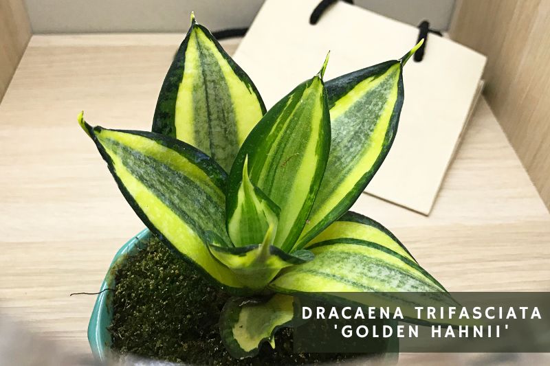 golden hahnii snake plant