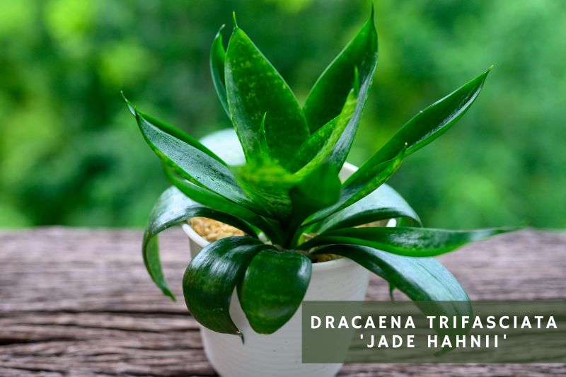 jade hahnii snake plant