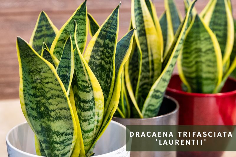 the most common sansevieria variety - Dracaena Trifasciata 'Laurentii'