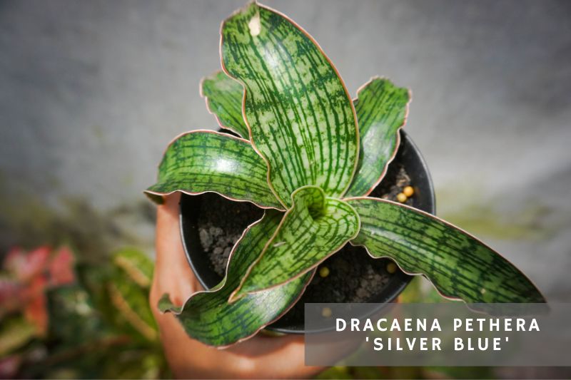 rare sansevieria variety - Dracaena pethera 'Silver Blue'
