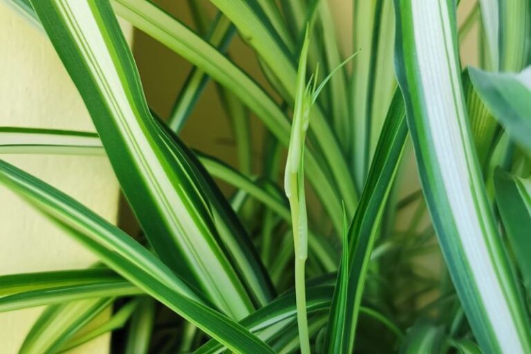 Do Spider Plants Flower? Your Guide to Spider Plant Blooms Apartment Buds