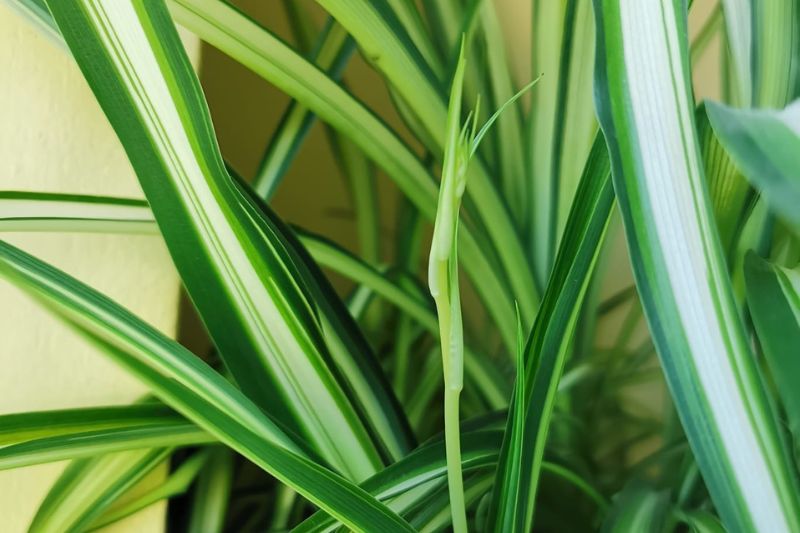 spider plant flower stalk