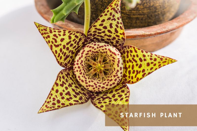 flowering starfish succulent
