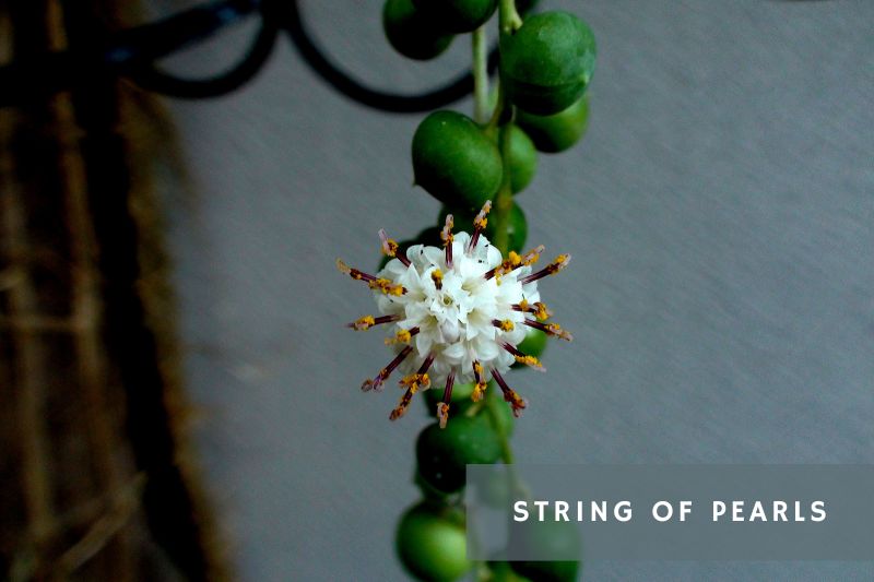 white flower on string of pearls