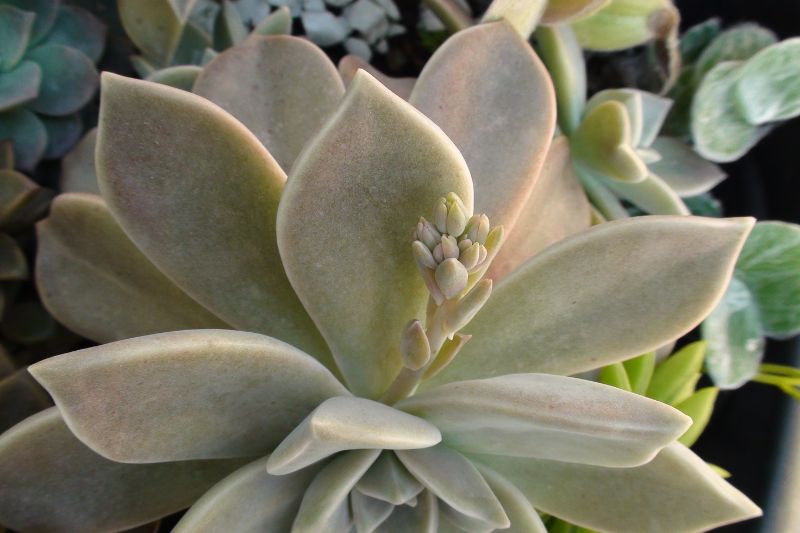 succulent producing a flower stalk