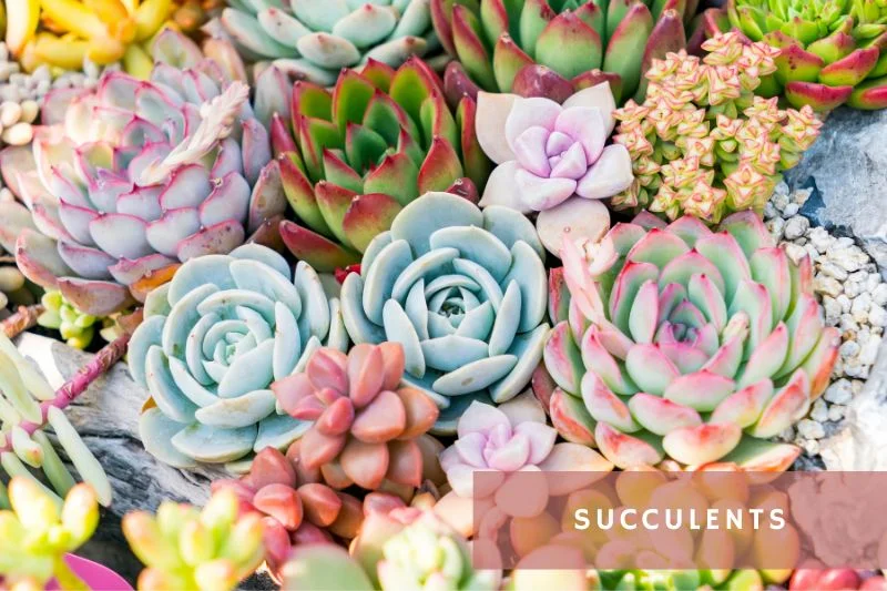 multiple succulents with pink leaves
