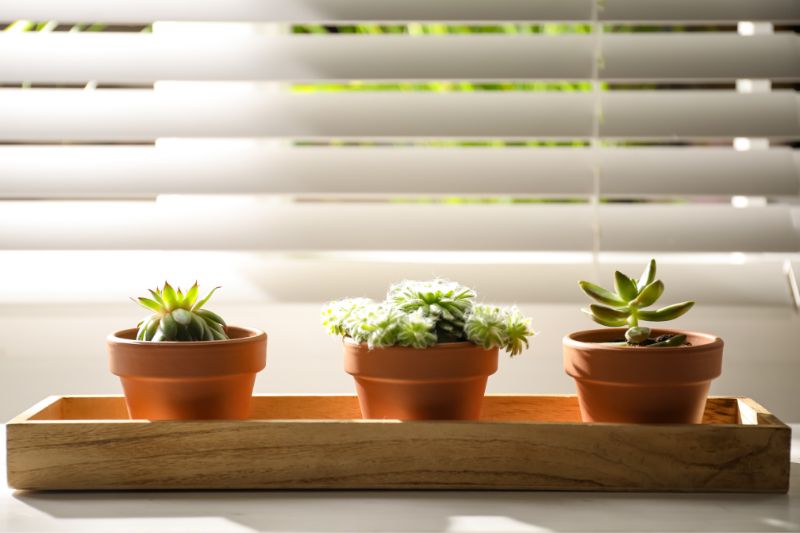 succulents for small spaces