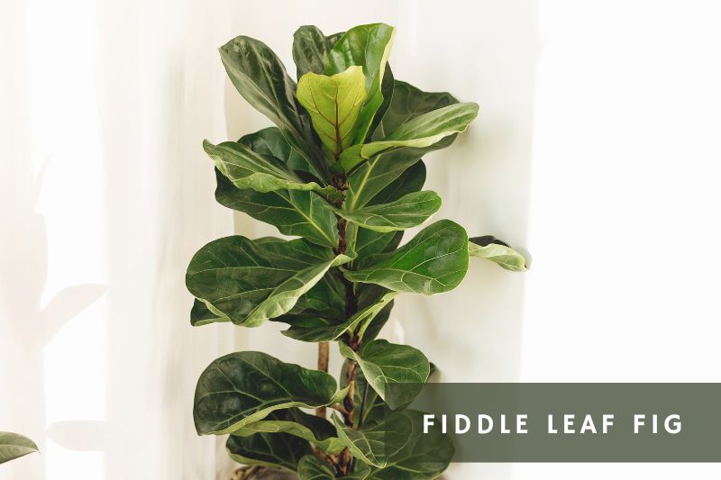 fiddle leaf fig