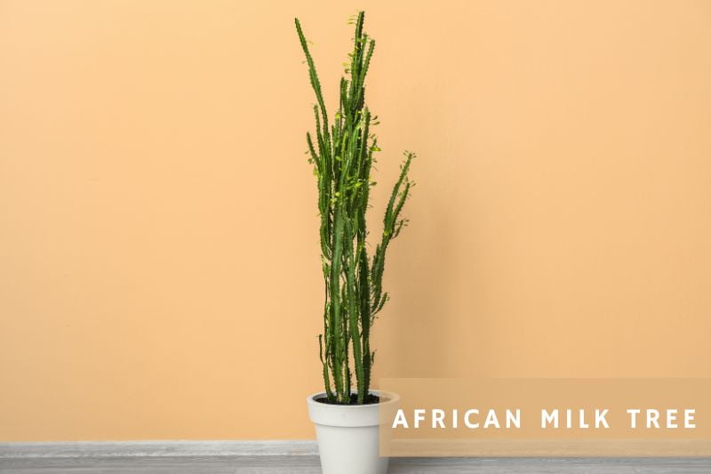 tall african milk tree
