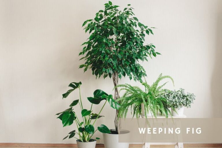 Tall Indoor Plants 15 Lush TreeLike Options Apartment Buds