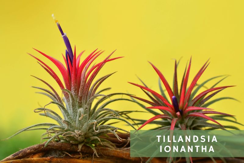 tillandia ionantha