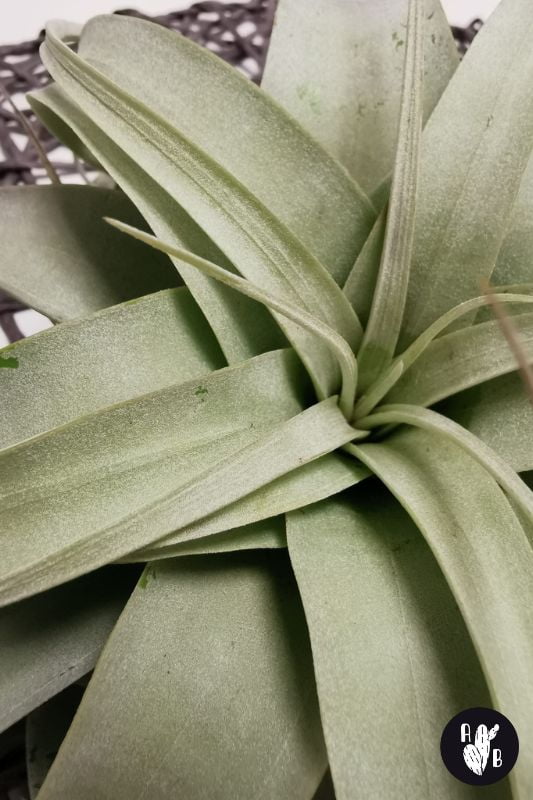 Tillandsia Xerographica leaves closeup