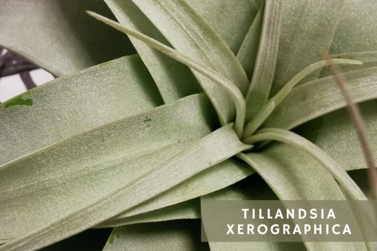 Understanding Xeric and Mesic Air Plants A Complete Guide Apartment Buds