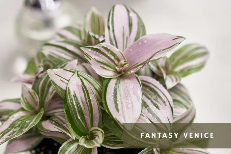 pink leave on fantasy venice