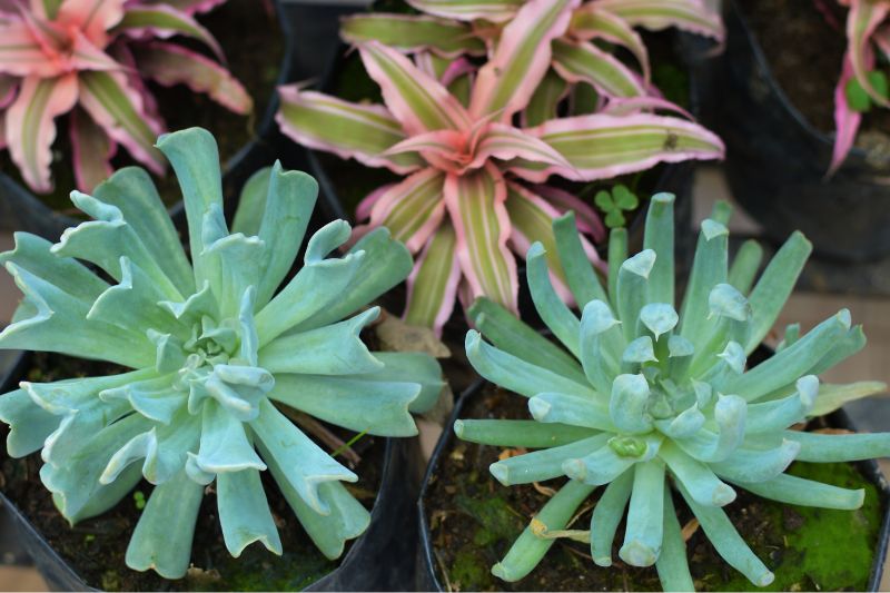 two mature echeveria topsy turvy plants