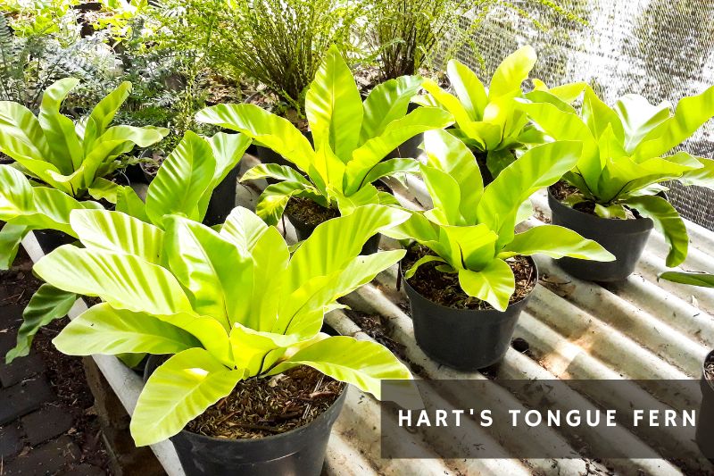 hart's tongue fern