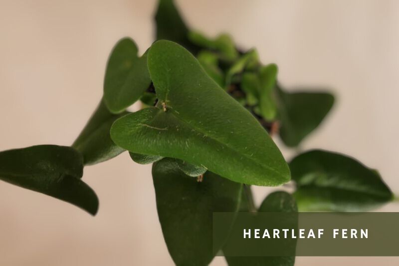 heartleaf fern