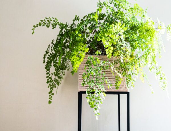 lovely maidenhair fern on a plant stand