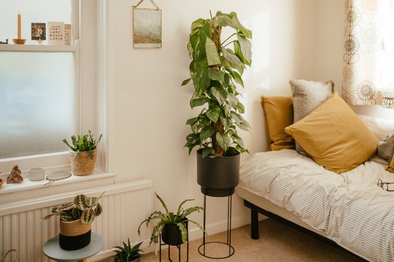 using plant stands for small indoor gardens