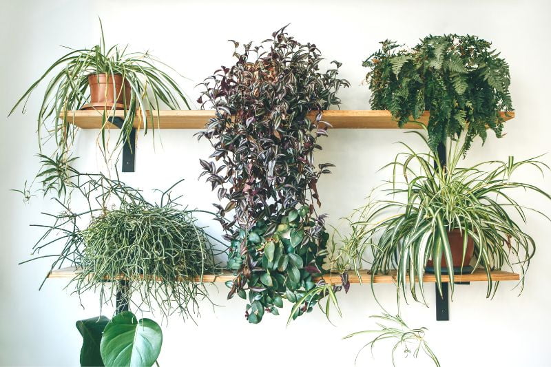 plants on shelves attached to the wall 