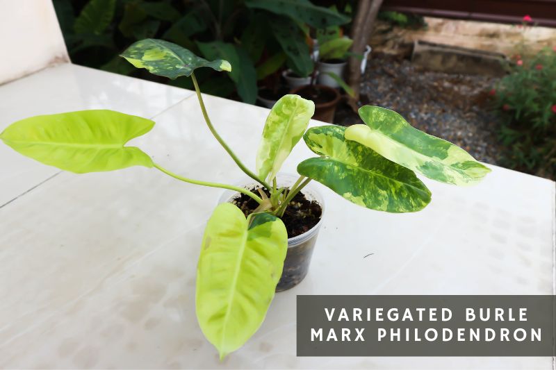 variegated burle marx philodendron variety