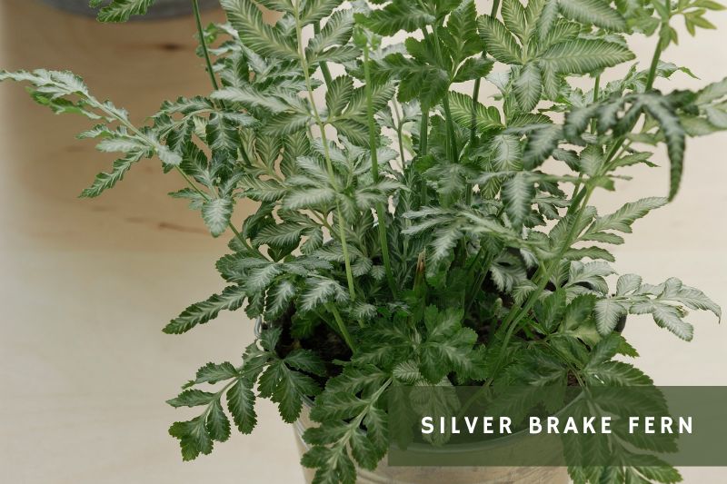 silver brake fern
