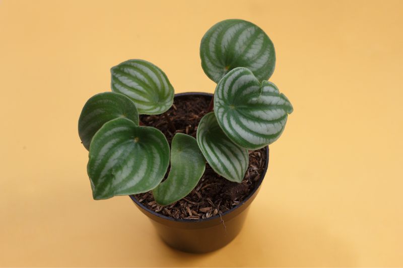watermelon peperomia plant on a yellow background