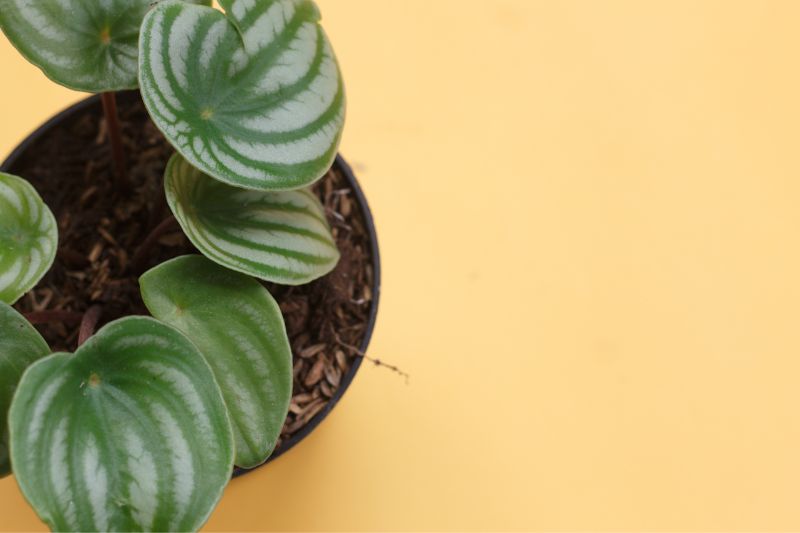 watermelon peperomia plant