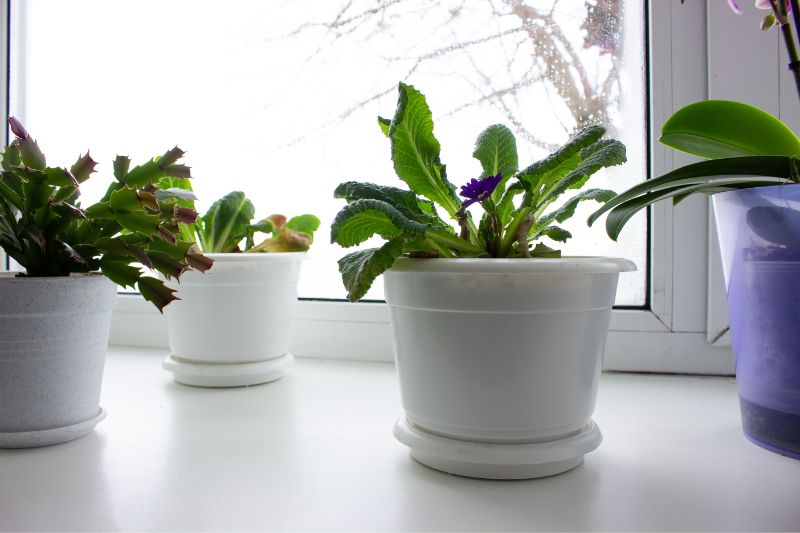 plants on windowsill during winter