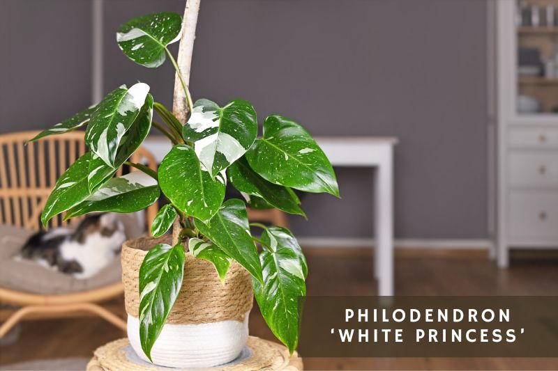 white princess philodendron variety
