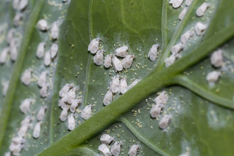 whiteflies under leaves
