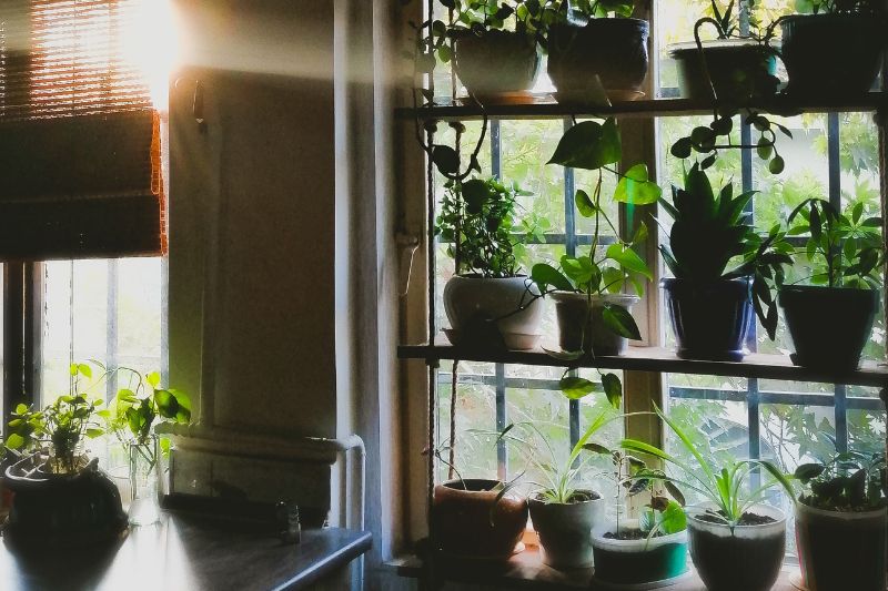 window shelves for adding plants