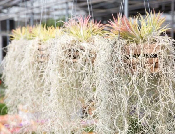 tillandsia usneoides sharing a planter with tillandsia ionantha