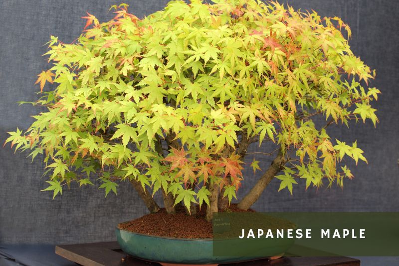 japanese maple bonsai