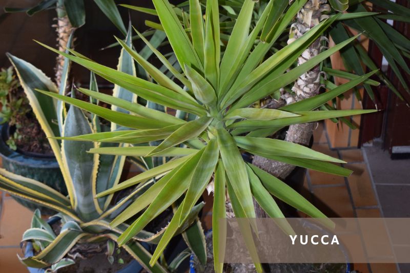 yucca tree