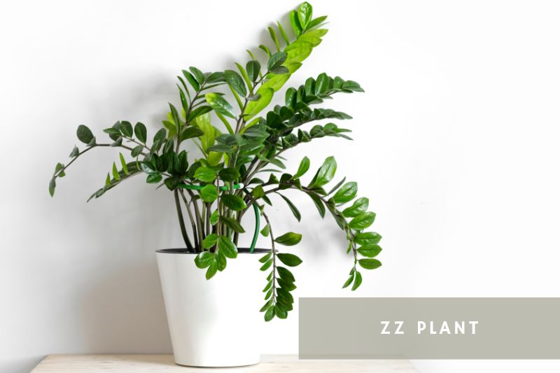 zz plant